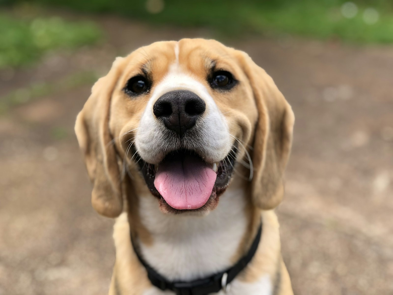 A beagle looking toward the camera in soft light.