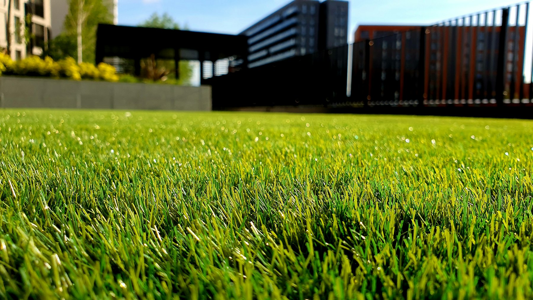 Close blades of a cut lawn, with a yard beyond.
