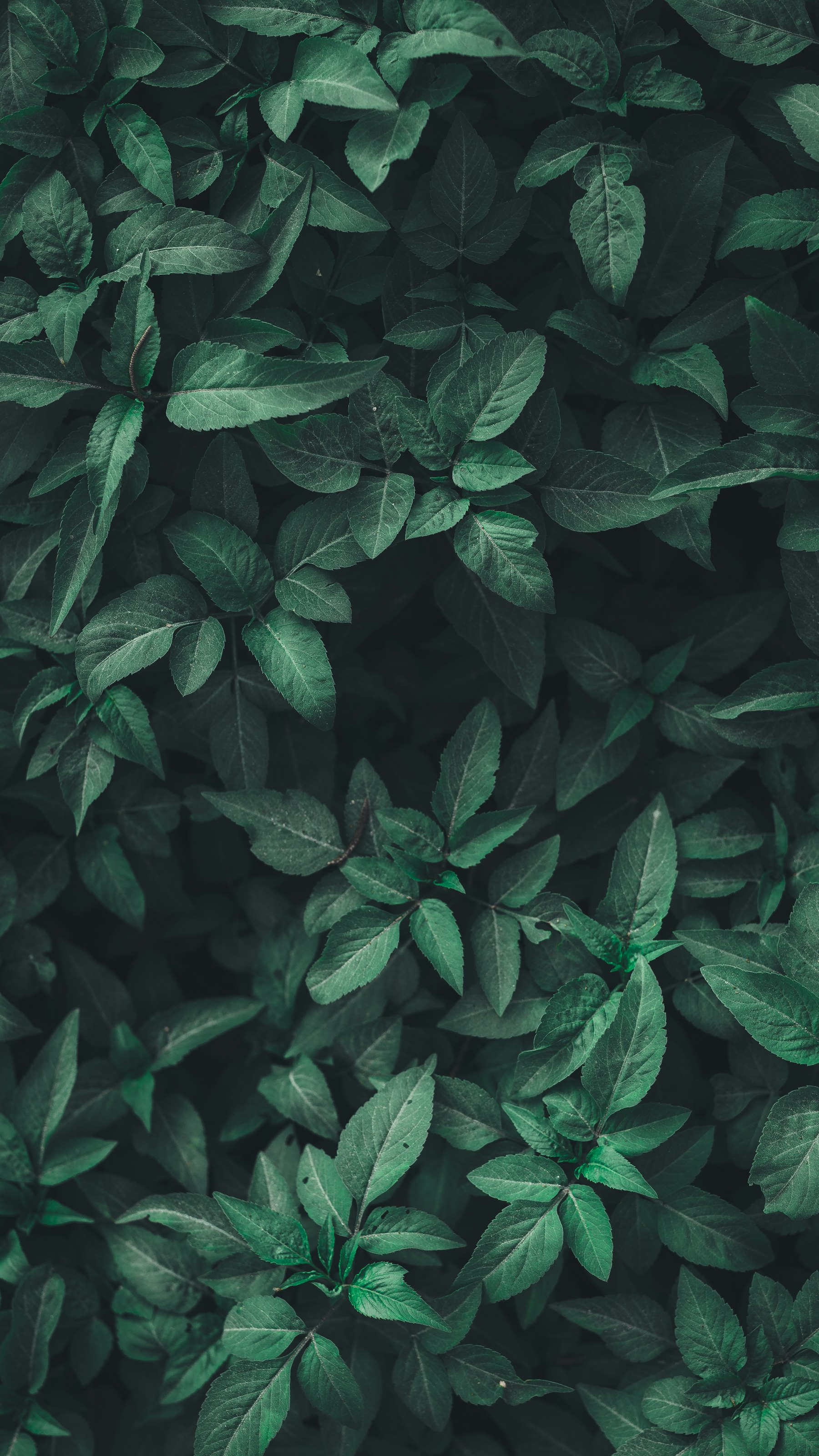 Dense tropical leaves, close and overlapping.